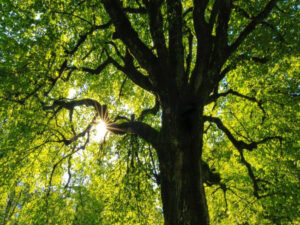 SP sanciona lei que simplifica plantio e manejo de árvores na capital