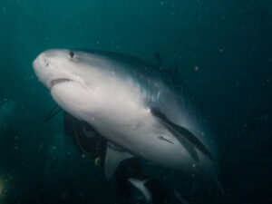 Vídeo: tubarão engole câmera que continua gravando dentro do animal