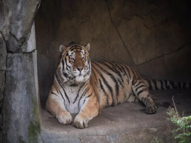 Tigre morre após ser diagnosticado com Covid 19 nos EUA