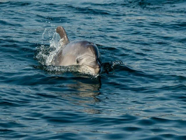 Vídeo. Golfinho dá à luz em pleno rio Tejo