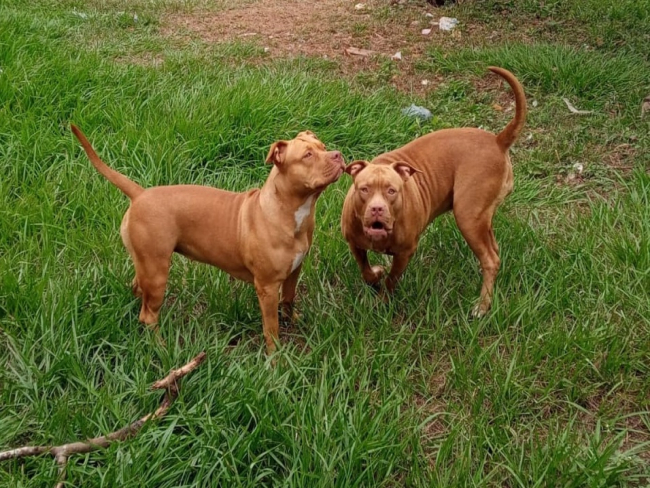 Cadelas da raça PitBull desaparecem e dono oferece recompensa para quem encontrara las   Rondoniaovivo.com