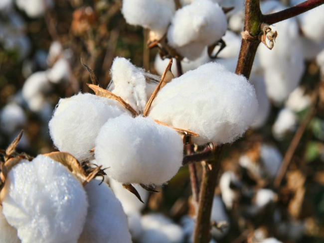 COLHEITAS: Valor Bruto da Produção agropecuária deve chegar a R$ 1,220 trilhão   Rondoniaovivo.com
