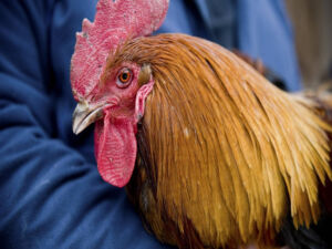 Governo divulga plano para conter disseminação da gripe aviária