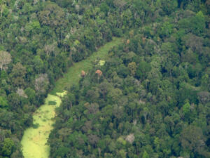 Combate ao desmatamento: Suíça anuncia doações para Fundo Amazônia
