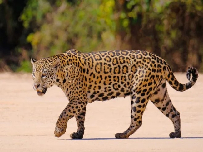 PANTANAL: Ataque de onça pintada deixa trabalhador rural ferido   Rondoniaovivo.com