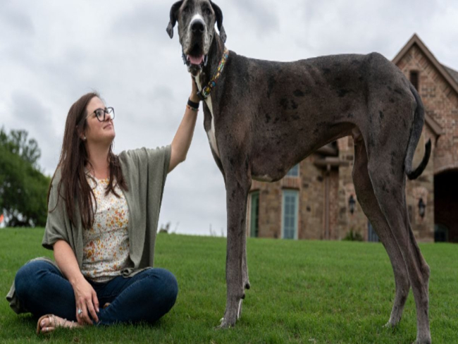 Cachorro mais alto do mundo é diagnosticado com câncer