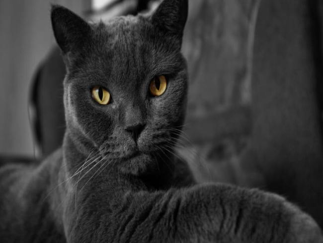 12 ideias de nomes para gato preto