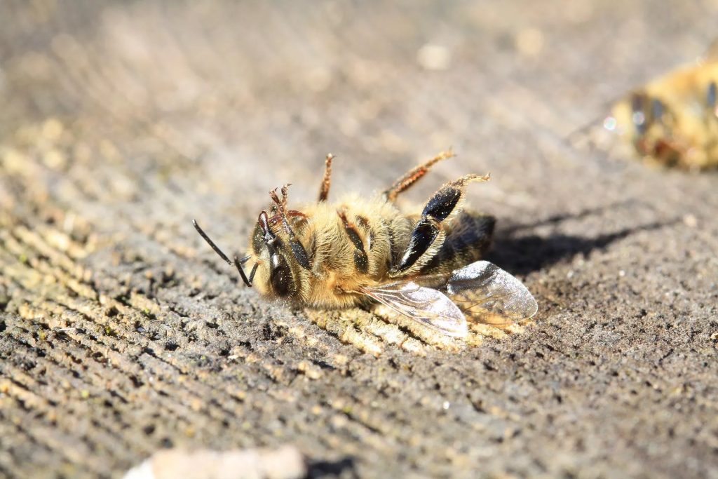 IDARON ALERTA: uso indiscriminado de agrotóxicos em época de florada 2023 pode causar a morte de abelhas e outros impactos ambientais