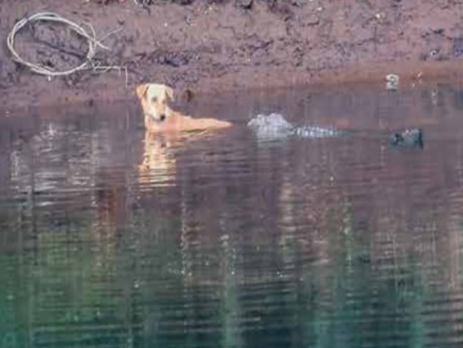 Cachorro é salvo por crocodilos:
