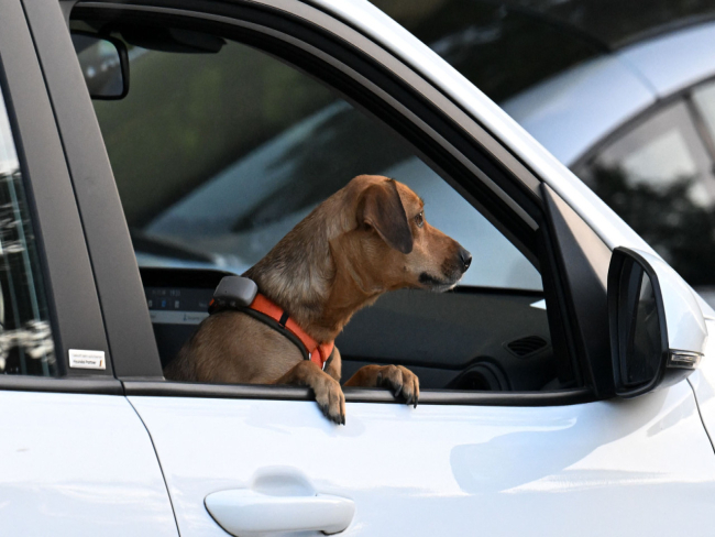 Cão com a cabeça de fora da janela do carro? Atenção à multa