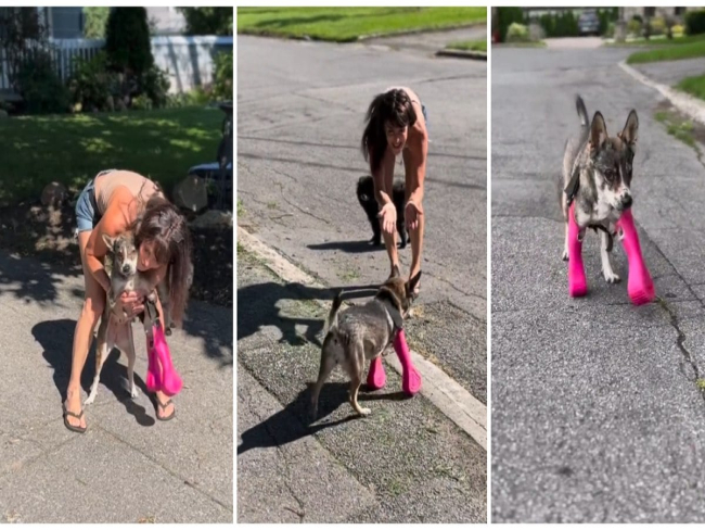Vídeo de cachorro usando próteses pela primeira vez emociona web