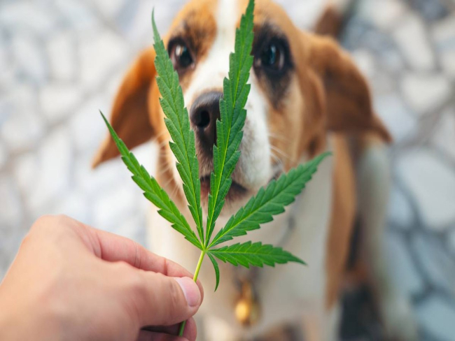 Derivado da cannabis pode ajudar no tratamento de pets com paralisia