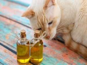 10 cheiros que os gatos costumam amar