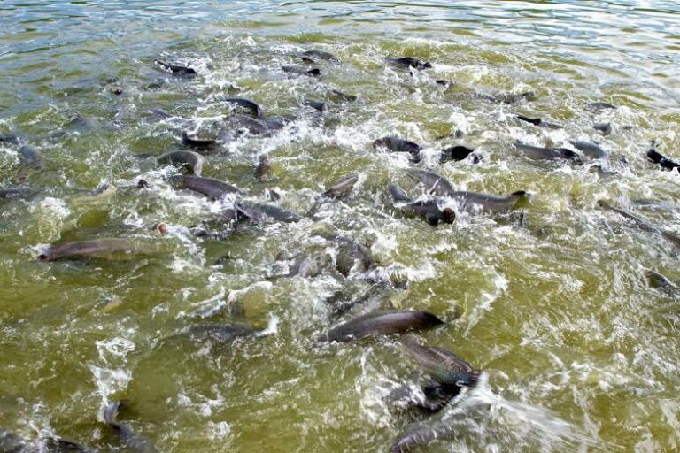 Rondônia lidera produção nacional de peixes de cultivo com ações desenvolvidas pelo Governo do Estado