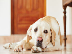 Como desengasgar cachorro: saiba o que fazer para salvar o seu pet