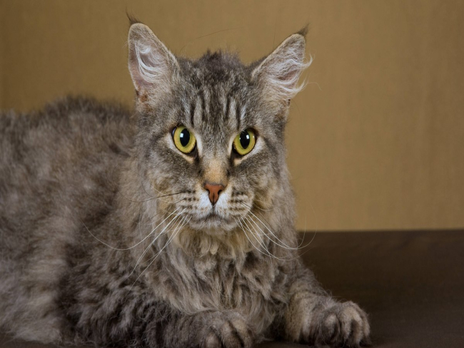 Guia de Raças: LaPerm, uma das raças de gato mais raras do mundo