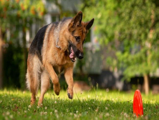 4 características do cachorro da raça pastor alemão