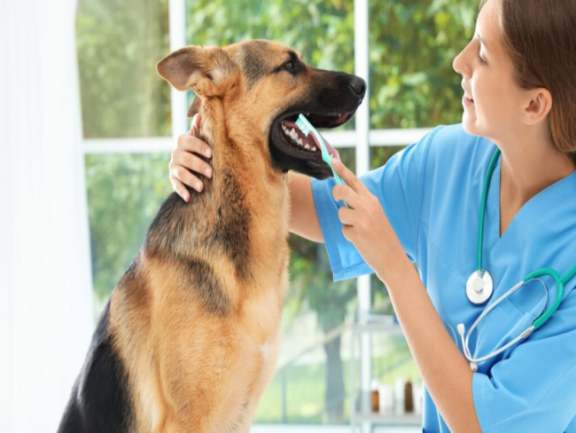 4 dicas para cuidar dos dentes dos animais de estimação