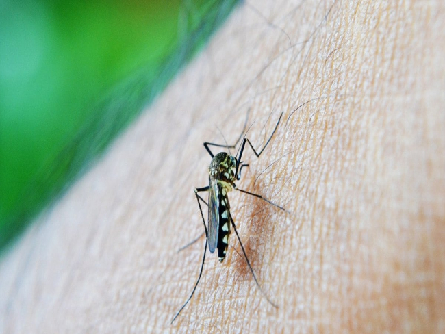 Casos de dengue no estado do Rio aumentam 56% em uma semana