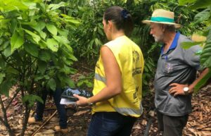 Rondônia em alerta: Intensificadas medidas contra a monilíase no cacau e cupuaçu