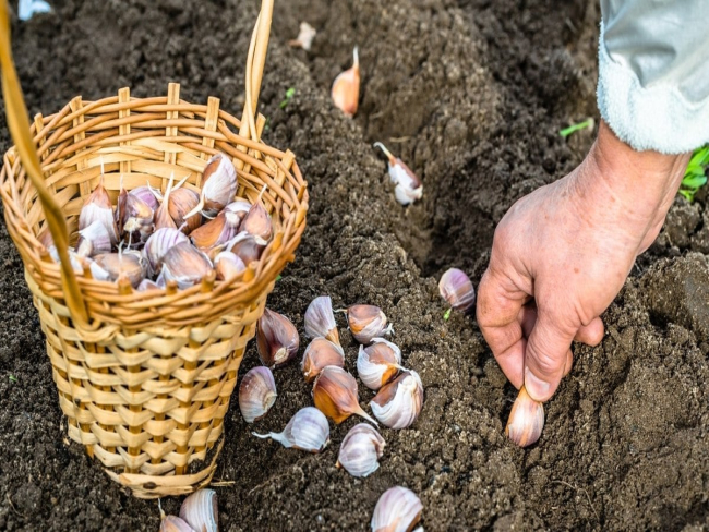 Como plantar alho em casa para nunca mais precisar comprar no mercado