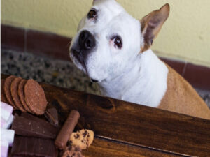 Cuidado! Saiba o que fazer se o seu cachorro comer chocolate