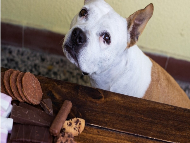 Cuidado! Saiba o que fazer se o seu cachorro comer chocolate