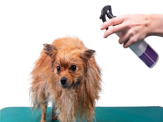 Perfume faz mal para cachorro? Saiba a verdade e proteja o seu pet