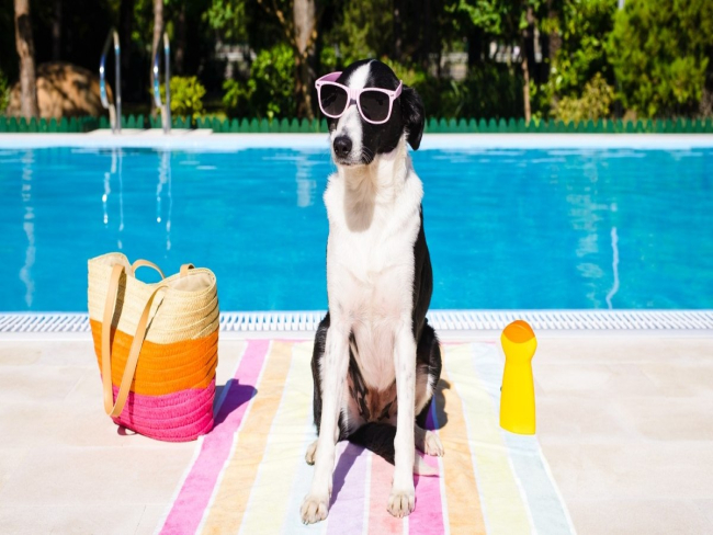Protetor solar para cachorro: entenda por que usar e como escolher