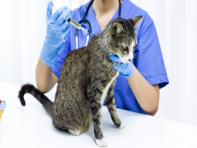 Quais vacinas todo gato tem que tomar? Guia completo de vacinação