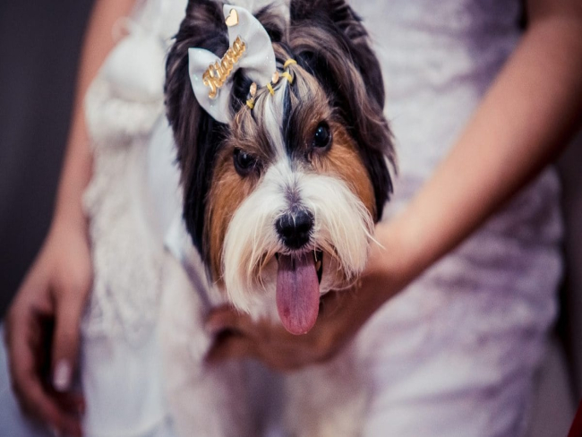 Como incluir o cachorro na festa de casamento? Especialistas dão dicas