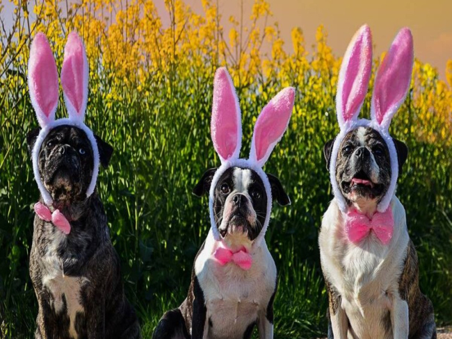 Ovos de Páscoa para pets: como incluir os animais na comemoração
