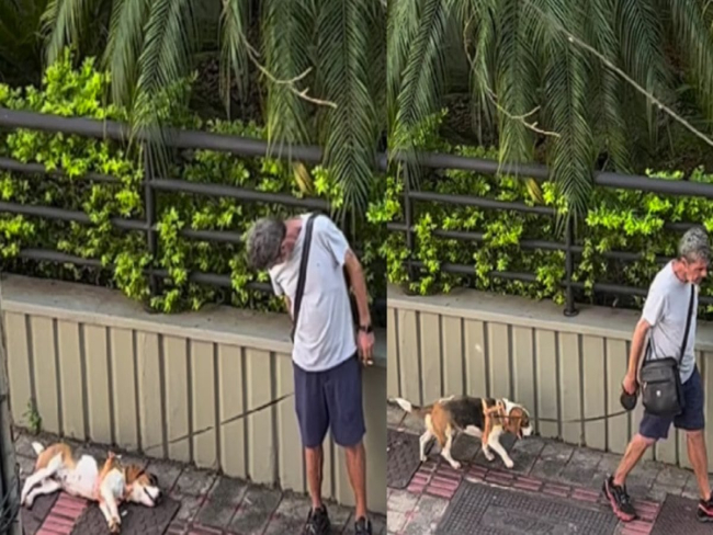 Vídeo: cão dorme em passeio, impede tutor de sair do lugar e viraliza