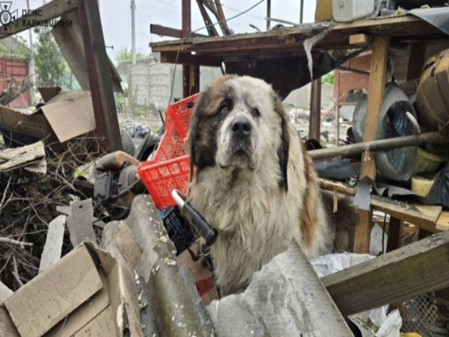 Cão sobrevivente de ataque russo comove resgate: ‘Desespero e medo’