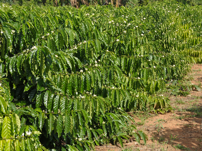 Assistência Técnica e Extensão Rural   Medidas alternativas deixam produtores otimistas com a safra de café 2025 apesar da estiagem   Governo do Estado de Rondônia     		Governo do Estado de Rondônia