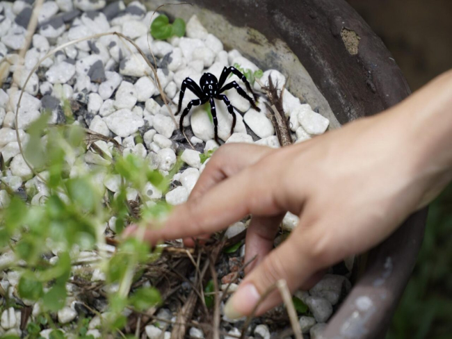 Bombeiros   Prevenção de acidentes com animais peçonhentos durante o inverno amazônico é orientada pelo governo de RO   Governo do Estado de Rondônia     		Governo do Estado de Rondônia
