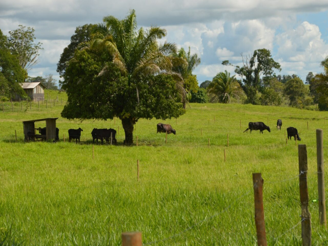 Assistência Técnica e Extensão Rural   Assistência técnica e tecnologia transformam a realidade da agricultura familiar de Rondônia   Governo do Estado de Rondônia     		Governo do Estado de Rondônia