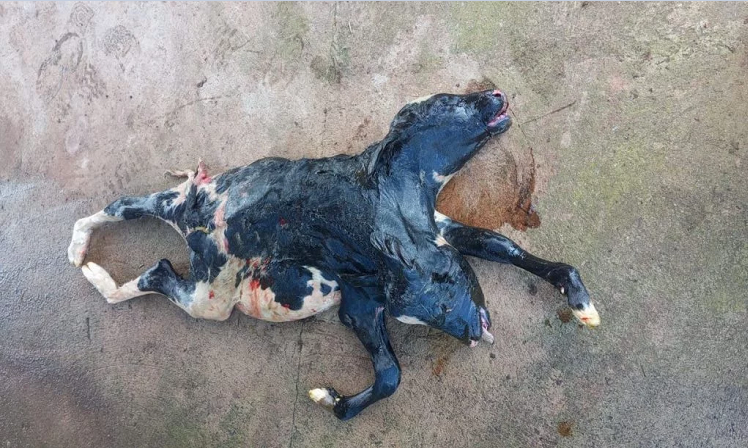 Bezerra com duas cabeças