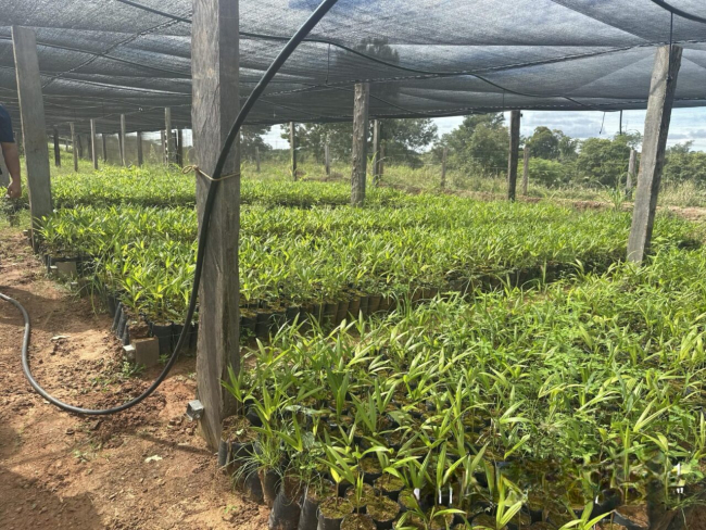 Desenvolvimento Ambiental   Orientações técnicas são realizadas pelo governo de RO em municípios participantes do projeto de reflorestamento   Governo do Estado de Rondônia     		Governo do Estado de Rondônia