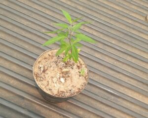 PLANTA