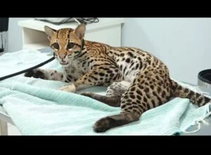 jagua