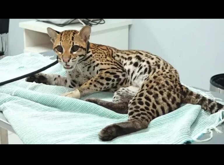 jagua