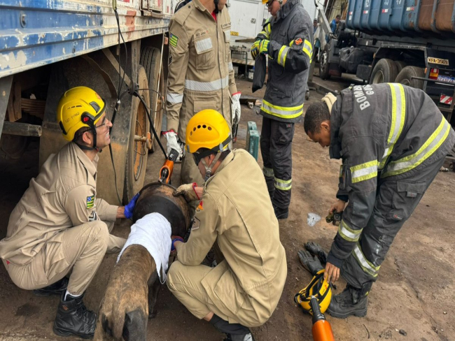 Cadela fica presa em roda de caminhão e mobiliza bombeiros em GO