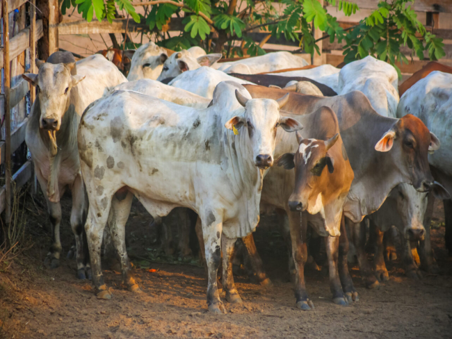 Defesa Sanitária   Atuação do governo de RO fortalece a pecuária; estado é líder em exportação de carne na Região Norte   Governo do Estado de Rondônia     		Governo do Estado de Rondônia