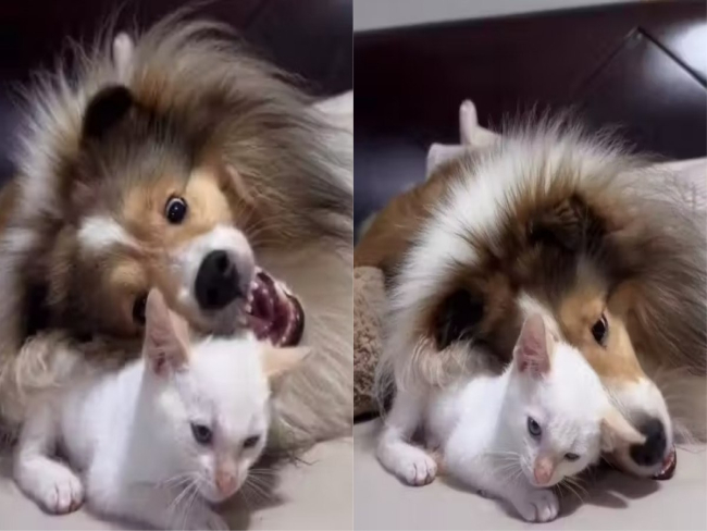 Gatinho e cachorrinha viram melhores amigos em 15 dias