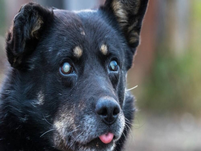 Técnica com pele de tilápia trata cegueira em cães; entenda