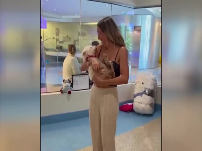 Cachorrinha dada como morta é reencontrada após 4 anos