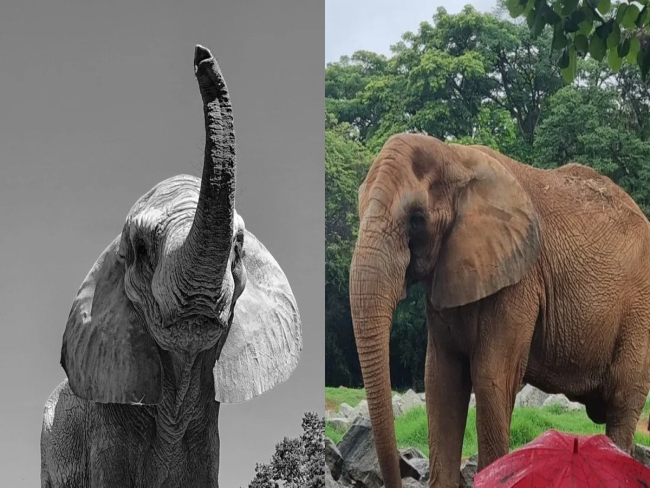 Elefante Jamba morre aos 29 anos após agravamento de inflamação
