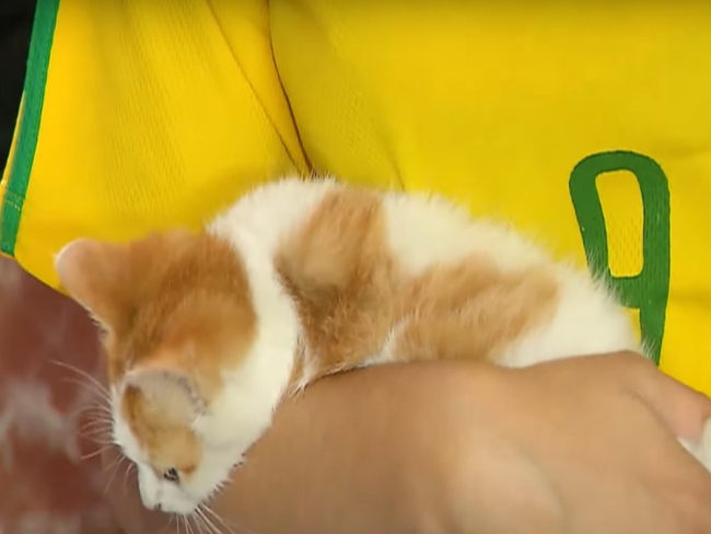 Família ouve miado na parede e salva gatinho preso em cano