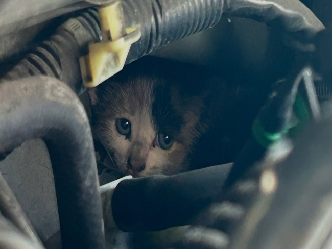 Gato é resgatado após ficar preso no motor de carro